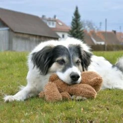 Petlando Moodles Bear -Trixie Dog Supply Sale 106623 petlando moodles bar hs 03 8