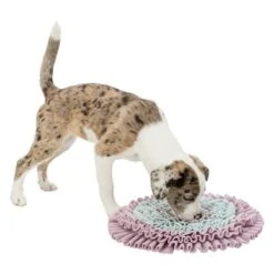 Trixie Junior Sniff And Search Mat -Trixie Dog Supply Sale 122207 pla trixie junior schnueffelteppich 38cm hs 05 4