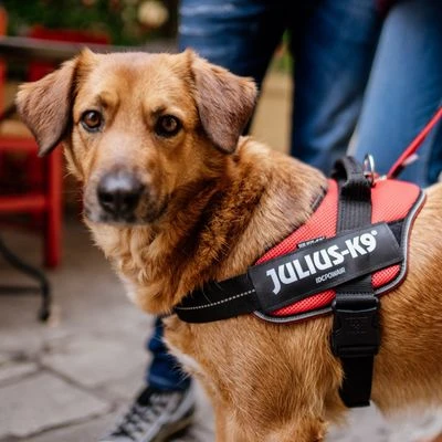 Julius K9 JULIUS-K9 IDC® Powair Harness - Orange - Image 2