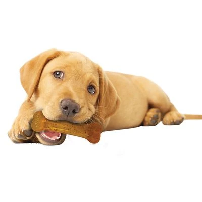 Nylabone Puppy Dog Chew Starter Kit 4 Nylabone Puppy Dog Chew Starter Kit - Image 2