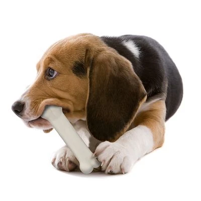 Nylabone Puppy Dog Chew Starter Kit 5 Nylabone Puppy Dog Chew Starter Kit - Image 3