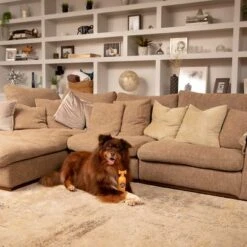 Pet Head Ditch The Dirt Shampoo -Trixie Dog Supply Sale 159700 companyofanimals pethead ditchthedirt shampoo 300ml hs 06 9