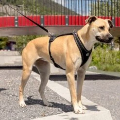 Curli Belka Comfort Harness - Black -Trixie Dog Supply Sale 176034 curli belka comfort geschirr schwarz hs 09 6