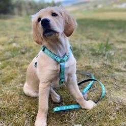 Max & Molly Ducklings Multifunctional Lead 12 Max & Molly Ducklings Multifunctional Lead -Trixie Dog Supply Sale 190096 maxnmolly kurzleine ducklings hs 04 0 1