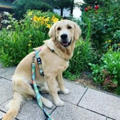 Max & Molly Multifunctional Donut Print Lead -Trixie Dog Supply Sale 190211 186594 186595 maxnmolly multifunktionsleine donuts hs 03 3