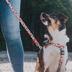 Max & Molly Watermelon Multifunctional Lead -Trixie Dog Supply Sale 190411 190702 190412 maxmolly multifunktionsleine watermelon hs 05 8