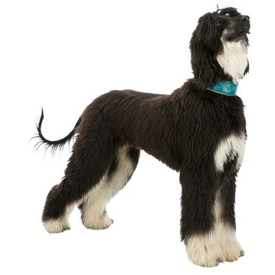 Trixie Active Comfort Collar For Sighthounds - Image 4