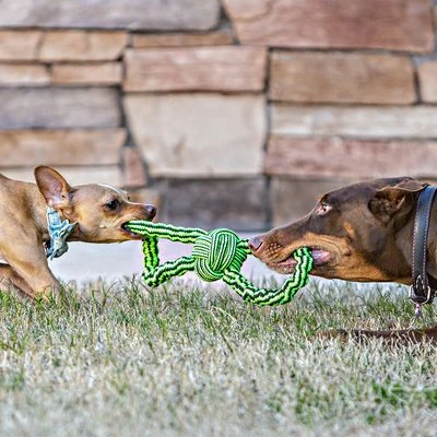 Jolly Pets Knot-N-Chew 4 Jolly Pets Knot-N-Chew - Image 2