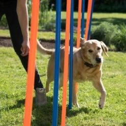 Agility Fun & Sport Slalom Set -Trixie Dog Supply Sale 23798 agility fun sport slalom set fg 12 9