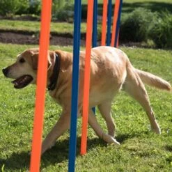 Agility Fun & Sport Slalom Set -Trixie Dog Supply Sale 23798 agility fun sport slalom set fg 14 8
