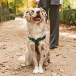 Nomad Tales Blush Harness, Emerald 13 Nomad Tales Blush Harness, Emerald -Trixie Dog Supply Sale 323020 nomad tales blush geschirr emerald 05 7