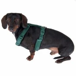 Nomad Tales Blush Harness - Emerald 17 Nomad Tales Blush Harness - Emerald -Trixie Dog Supply Sale 323024 blush s fg 6931 5 2