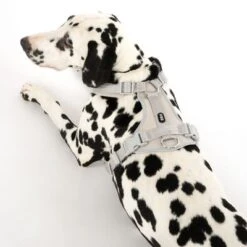 TIAKI Harness Neoprene, Grey 15 TIAKI Harness Neoprene, Grey -Trixie Dog Supply Sale 323033 neoprene geschirr l fg 0456 4