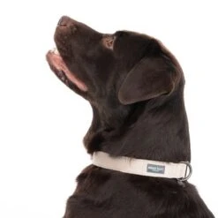 Nomad Tales Blush Necklace, Taupe -Trixie Dog Supply Sale 324701 blush l fg 7179 6