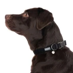 Nomad Tales Blush Collar, Ebony -Trixie Dog Supply Sale 324704 blush l fg 7230 5
