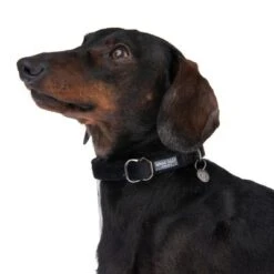 Nomad Tales Blush Collar, Ebony -Trixie Dog Supply Sale 324897 blush s fg 7031 5