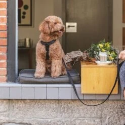 Nomad Tales Blush Dog Leash, Ebony -Trixie Dog Supply Sale 325396 325397 nomadtales blush hundeleine ebony hs 02 5