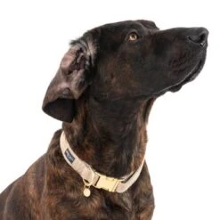 Nomad Tales Calma Collar, Sand -Trixie Dog Supply Sale 325903 calma l sand fg 7964 0