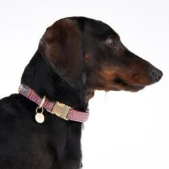 Nomad Tales Calma Collar, Burgundy -Trixie Dog Supply Sale 326204 calma m fg 7339 4