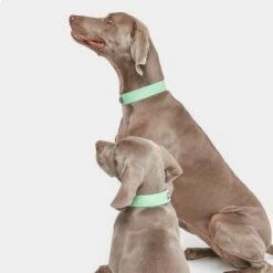 Nomad Tales Bloom Collar, Mint -Trixie Dog Supply Sale 326798 nomad tales bloom halsband mint 05 8