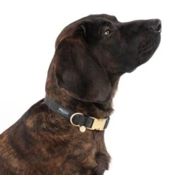 Nomad Tales Calma Collar, Ebony 12 Nomad Tales Calma Collar, Ebony -Trixie Dog Supply Sale 326805 calma l ebony fg 7924 8