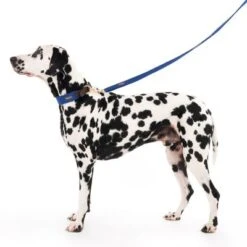 Nomad Tales Bloom Leash, Sapphire 12 Nomad Tales Bloom Leash, Sapphire -Trixie Dog Supply Sale 326810 328197 bloom l fg 7599 7