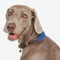 Nomad Tales Bloom Necklace, Sapphire -Trixie Dog Supply Sale 327096 nomad tales bloom halsband sapphire 02 2