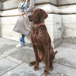 Nomad Tales Bloom Leash, Caramel -Trixie Dog Supply Sale 328202 328296 nt bloom leine caramel 0