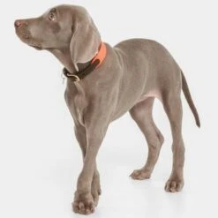 Nomad Tales Bloom Collar, Coral -Trixie Dog Supply Sale 328396 nomad tales halsband bloom coral 02 9