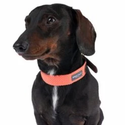 Nomad Tales Bloom Collar, Coral -Trixie Dog Supply Sale 328496 bloom xs fg 7413 2