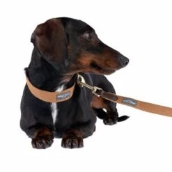 Nomad Tales Bloom Leash, Caramel -Trixie Dog Supply Sale 328697 328202 bloom xs fg 7393 5