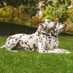 Nomad Tales Spirit Collar, Stone 13 Nomad Tales Spirit Collar, Stone -Trixie Dog Supply Sale 329197 nomad tales spirit halsband stone 01 1