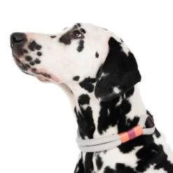 Nomad Tales Spirit Collar, Stone 12 Nomad Tales Spirit Collar, Stone -Trixie Dog Supply Sale 329296 spirit l fg 7484 4