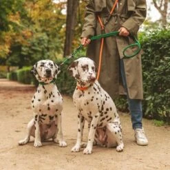 Nomad Tales Spirit Leash, Pine -Trixie Dog Supply Sale 329297 nomad tales spirit leine tangerine 05 0