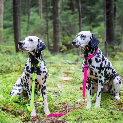 Rukka® Set Bliss Neon Collar & Leash, Pink - Image 4