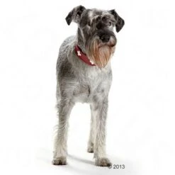 HUNTER Swiss Dog Collar -Trixie Dog Supply Sale 36707 hunter halsband swiss hund 05 2013 4