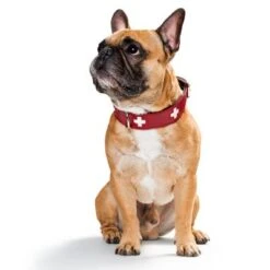 HUNTER Swiss Dog Collar -Trixie Dog Supply Sale 36707 hunter swiss3 3