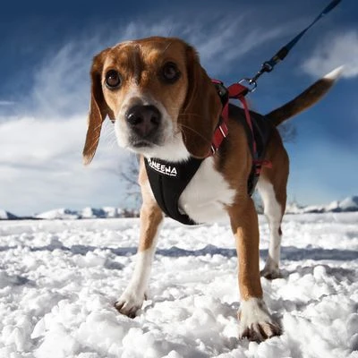 NEEWA Running Harness - Red 7 NEEWA Running Harness - Red - Image 5