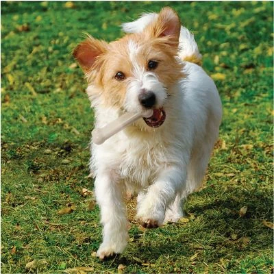 Nylabone DuraChew Bone - Chicken 4 Nylabone DuraChew Bone - Chicken - Image 2