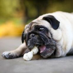 8in1 Pro Dental Chew Bones -Trixie Dog Supply Sale 63003 8in1 delights prodental huhn xs 21stk hs 09 3