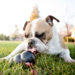 KONG Extreme Black 14 KONG Extreme Black -Trixie Dog Supply Sale 74319 kongextremeschwarz hs 05 5