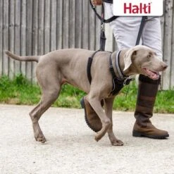 Halti Non-Pull Dog Training Harness -Trixie Dog Supply Sale 92496 92497 halti front control trainingsgeschirr hs 06 7