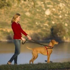 Halti Front Control Training Harness 11 Halti Front Control Training Harness -Trixie Dog Supply Sale 94510 coa halti front controll harness hs 04 7