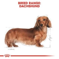 Royal Canin Dachshund Adult -Trixie Dog Supply Sale rc bhn dachshund cv eretailkit 1 9