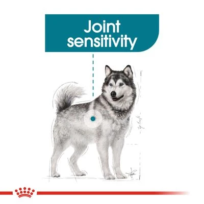 Royal Canin Maxi Joint Care 9 Royal Canin Maxi Joint Care - Image 7