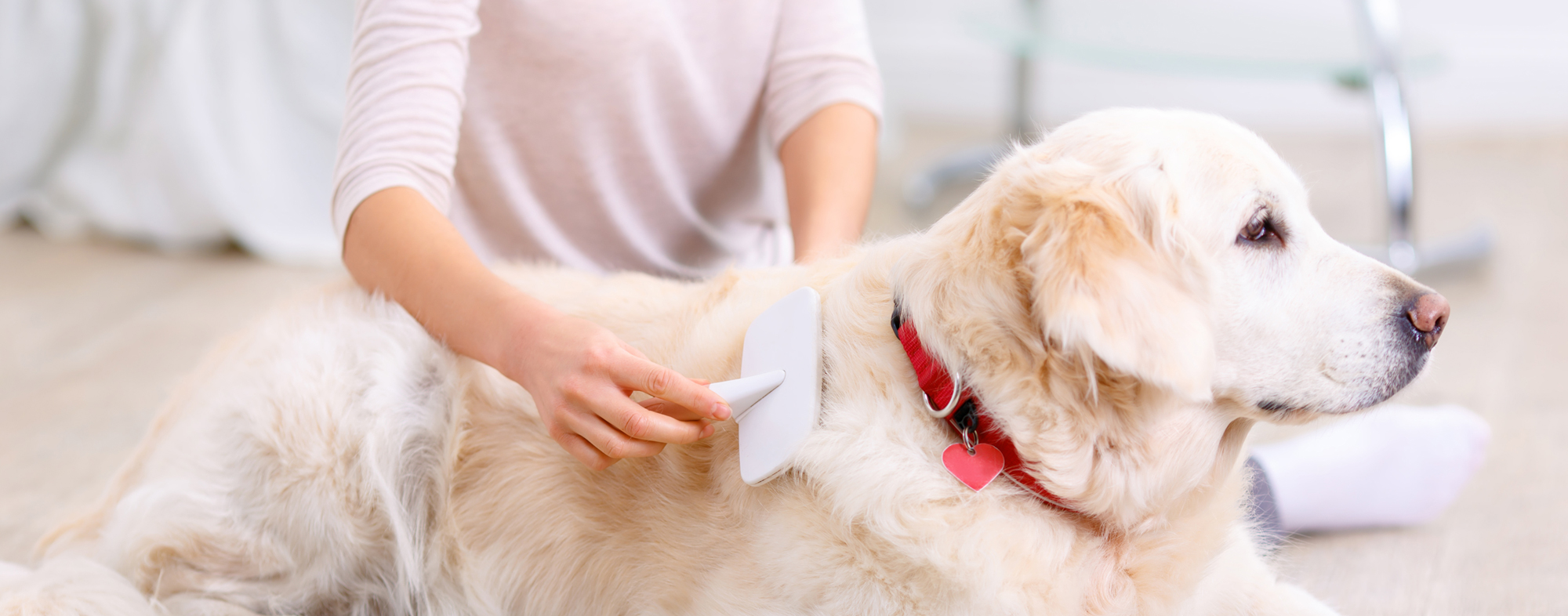 Trixie Dog Supply Sale -Trixie Dog Supply Sale caring for your dogs coat